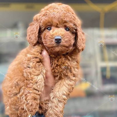 Chó Poodle nâu đỏ đực 2 tháng tuổi thuần chủng bán tại Chomeocanh.com
