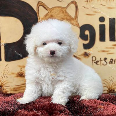 Chó Poodle Tiny thuần chủng màu trắng 2 tháng tuổi bán tại Chomeocanh.com