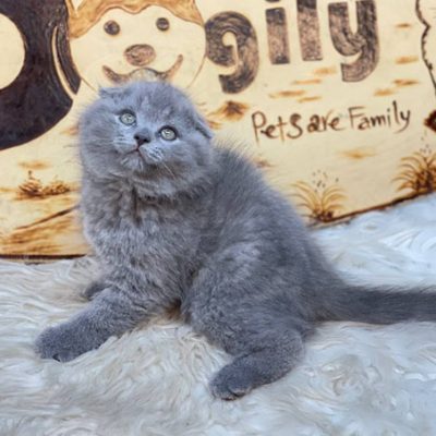 Mèo Scottish Fold tai cụp màu xám xanh 2 tháng tuổi thuần chủng tại Chomeocanh.com