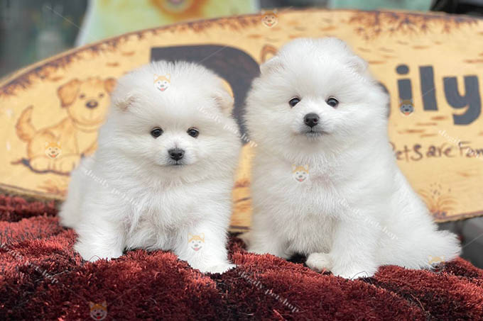 Đôi chó Phốc Sóc con màu trắng 2 tháng tuổi tại Chomeocanh.com.