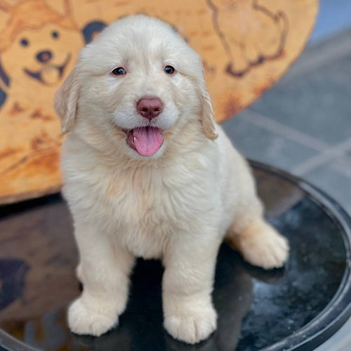 Golden Retriever Carmela 2 tháng tuổi, lông vàng kem xoăn nhẹ, dáng ngồi ngoan ngoãn và đáng yêu