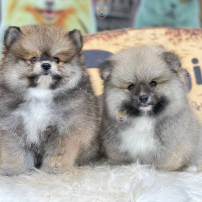Chó Phốc Sóc Pomeranian thuần chủng 2 tháng tuổi bán tại Chomeocanh.com