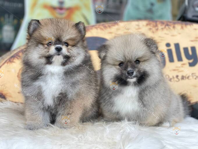 Chó Phốc Sóc Pomeranian thuần chủng 2 tháng tuổi bán tại Chomeocanh.com