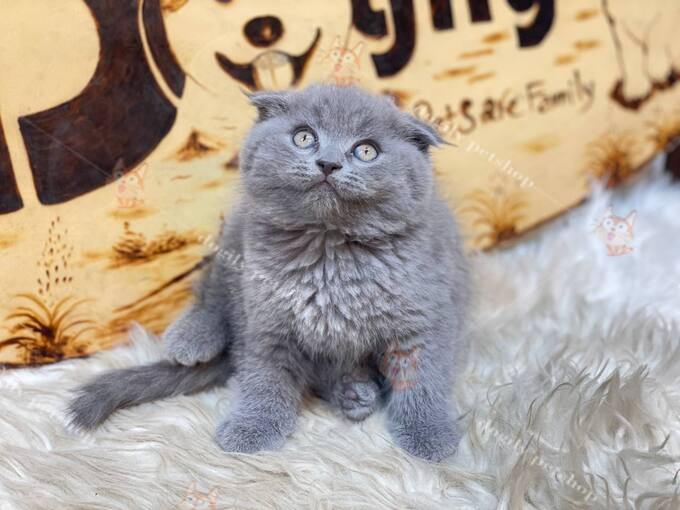 mèo Scottish Fold tai cụp xám xanh thuần chủng