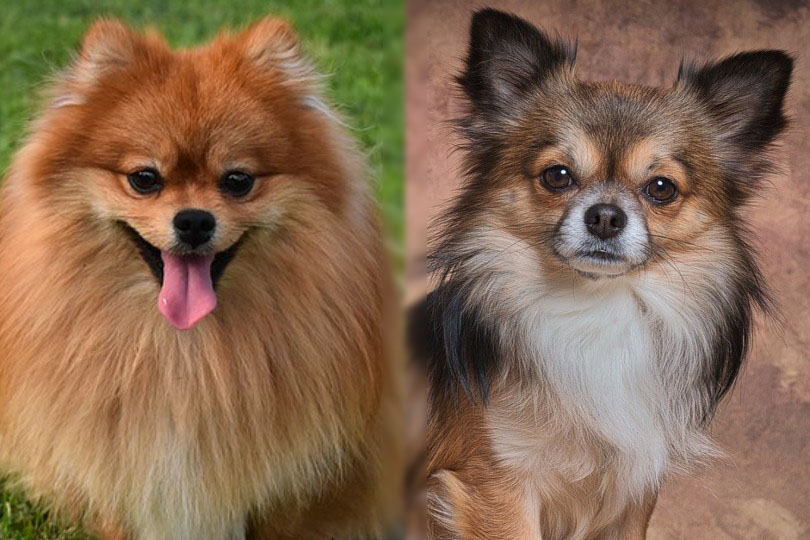 Hình ảnh so sánh chó Phốc Sóc thuần chủng và chó Phốc Sóc lai Chihuahua