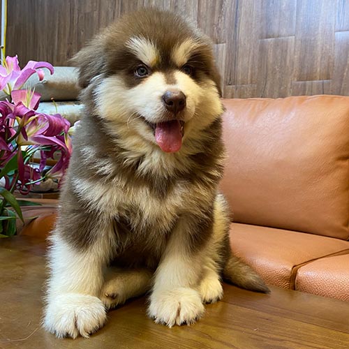 Chó Alaska con thuần chủng lông nâu trắng ngồi vững chãi trên sofa