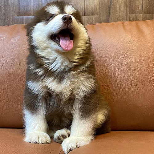 Chó Alaska nâu đỏ ngồi ngoan trên ghế da