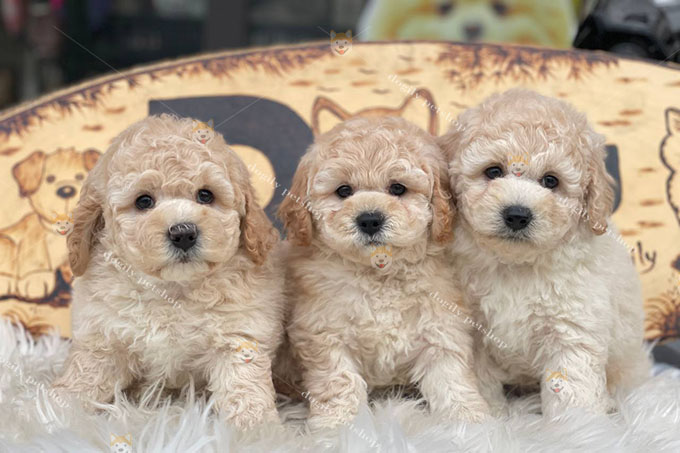 Đàn ba bé Poodle vàng mơ - Chomeocanh.com
