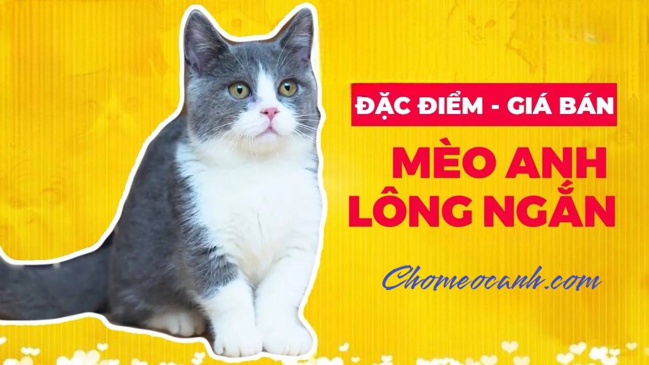 Bảng giá mèo Anh lông ngắn năm 2022 tại . Chomeocanh.com Tphcm, Hà Nội & Đà Lạt
