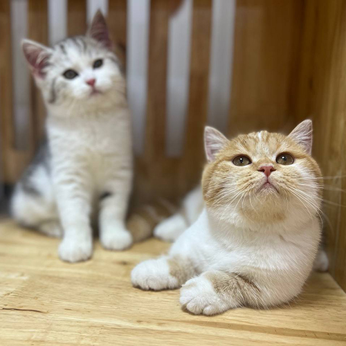 Hai mèo Munchkin chân ngắn với bộ lông trắng xám và trắng cam đáng yêu.