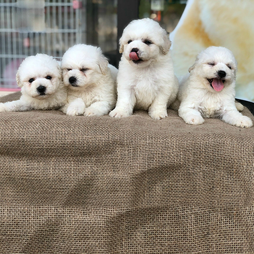 Bốn chú chó con lông trắng dễ thương ngồi cạnh nhau trên bàn vải bố.