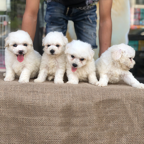 Đàn chó Poodle trắng đáng yêu tại trại chó, sức khỏe tốt.