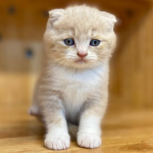 Mèo Scottish Fold nhập khẩu, tai cụp, lông màu kem trắng, mắt xanh đáng yêu.