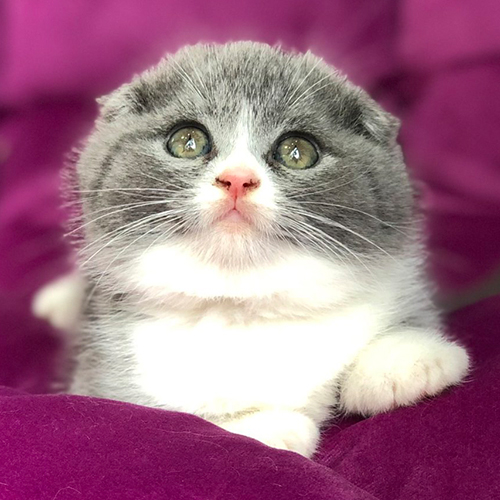 Mèo Scottish Fold con, lông xám trắng, tai cụp, mắt tròn long lanh.