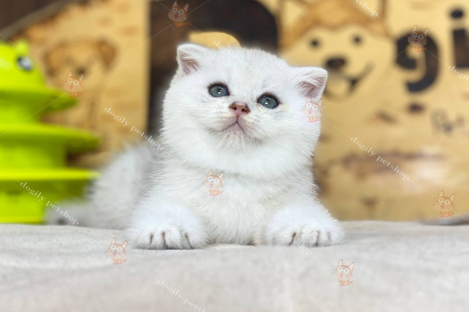 Mèo Aln mắt xanh màu silver 2 tháng tuổi