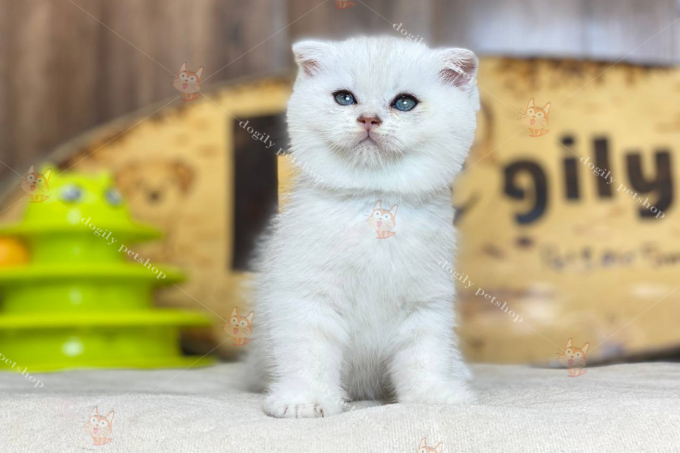 Mèo Scottish Fold nhìn ngơ ngác