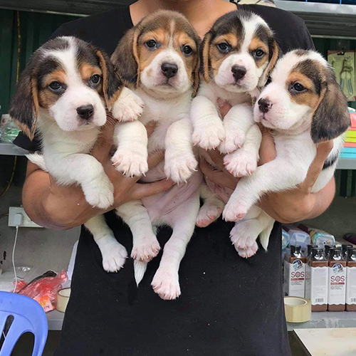 4 bé chó Beagle màu Tricolor siêu dễ thương tại trang trại MeowGo Đà Lạt