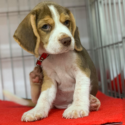 Chó Beagle con đang gãi tai trong chuồng