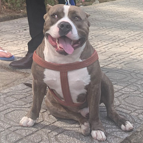 Chó Bully đực màu vàng bò trắng ngồi trên vỉa hè