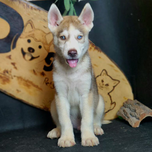 Chó Husky con lông nâu sáng, mắt xanh, ngồi nhìn thẳng vào máy ảnh