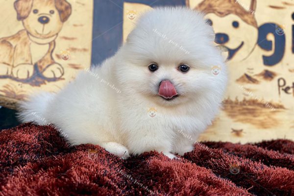Chó Pomeranian mini màu trắng