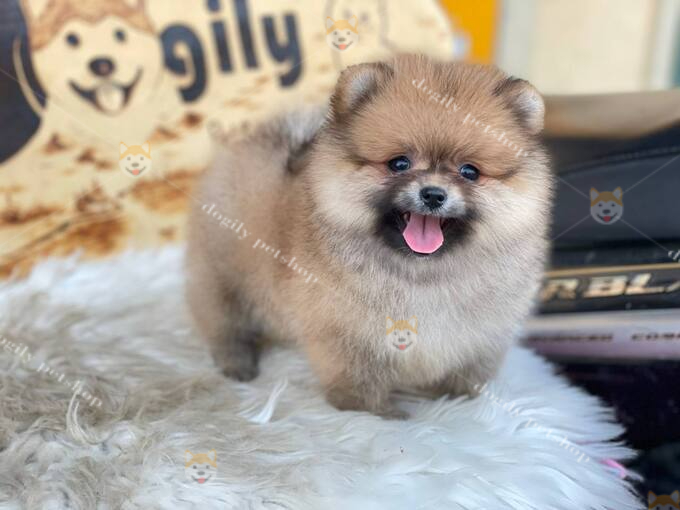 Chó Phốc sóc Pomeranian vàng