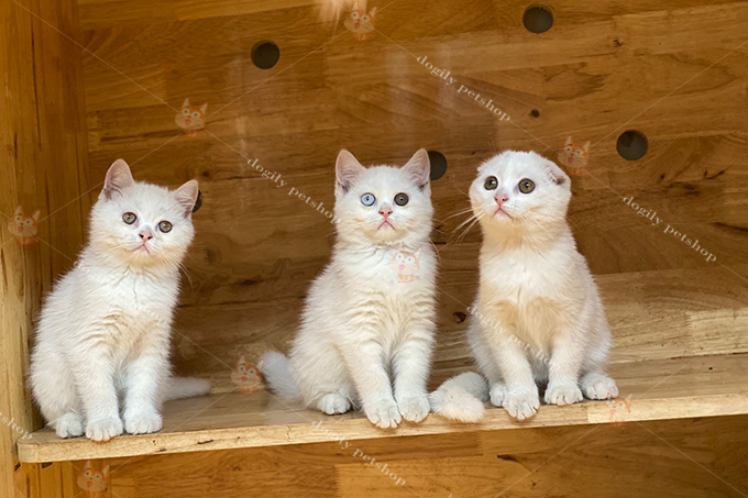 Đàn 3 mèo Anh lông ngắn & Scottish tai cụp trắng