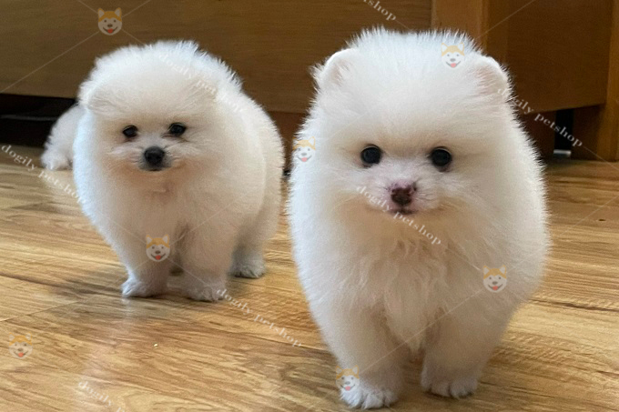 Đàn 5 chó Pomeranian màu trắng