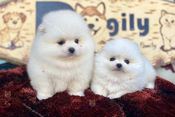 Chó Phốc sóc Pomeranian mini màu trắng