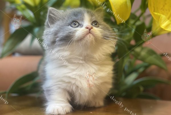 Mèo Anh lông dài màu bicolor 2 tháng tuổi