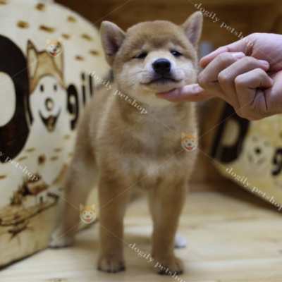 Ảnh 4: Ngoại hình xinh xắn của một chú chó Shiba Inu