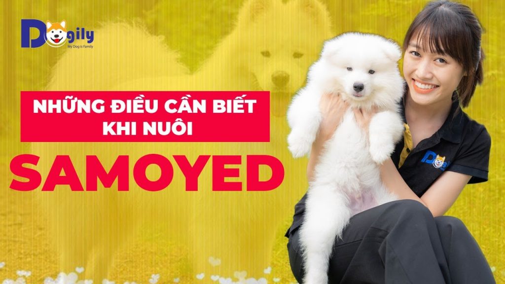 Cách nuôi và chăm sóc chó Samoyed
