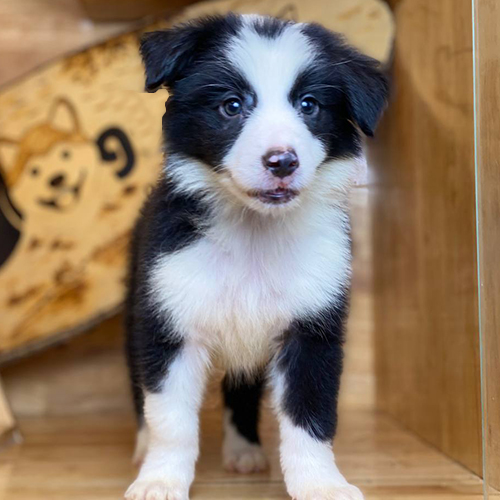Chó Border Collie đen trắng thông minh nhất thế giới