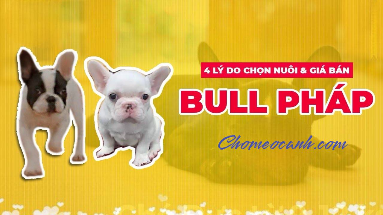 Chó Bull Pháp giá bao nhiêu tiền năm 2022