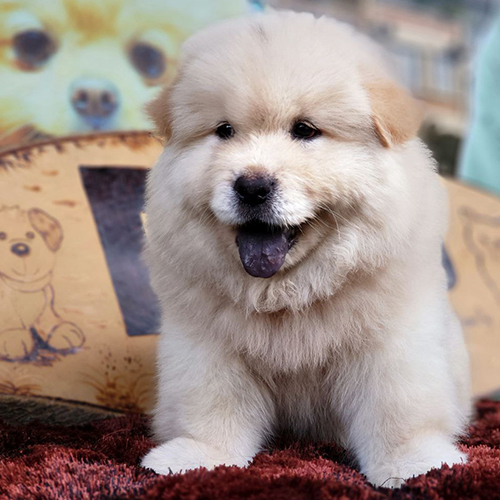 Chow Chow con lông vàng óng, đang há miệng dễ thương trên nền thảm đỏ.