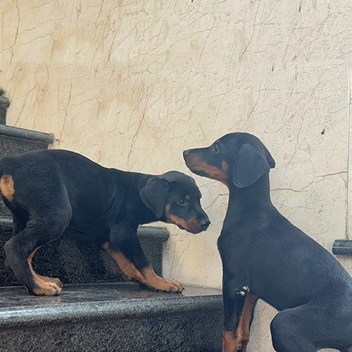 Hai chú chó Doberman con đang chơi đùa trên bậc cầu thang bằng đá granite.