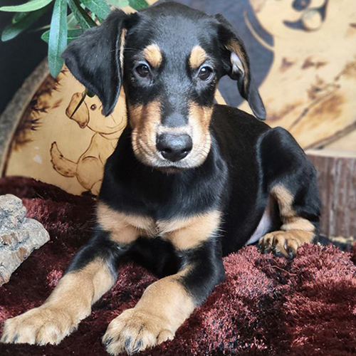 Chó Doberman cái tên Kaiser đứng trên thảm, lông đen vàng óng, ánh mắt tinh anh.