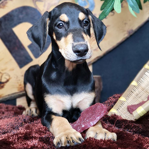 Chó Doberman con tên Maverick nằm trên thảm, lông đen vàng, gặm đồ chơi.