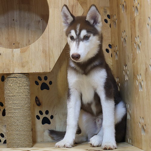Chó Husky nâu đỏ trong chuồng gỗ truyền thống vùng Siberia
