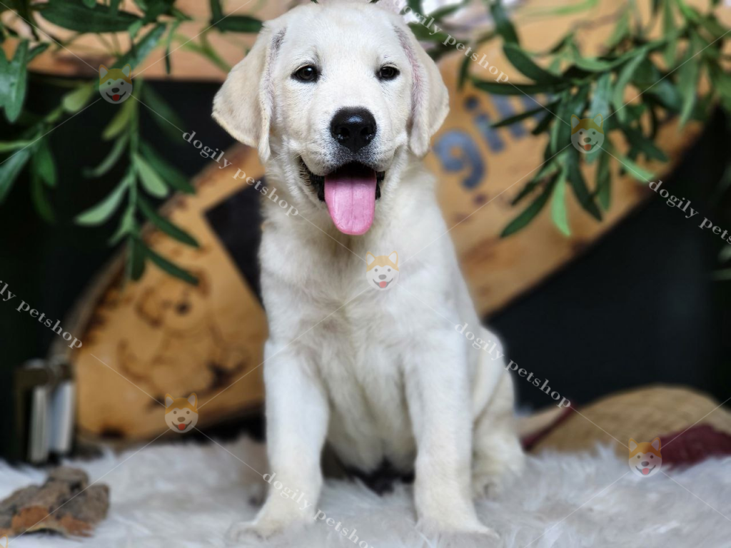 Chó Labrador trắng