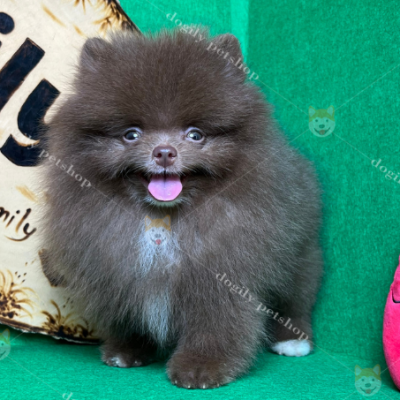 Hình ảnh một chú chó Phốc Sóc màu nâu chocolate