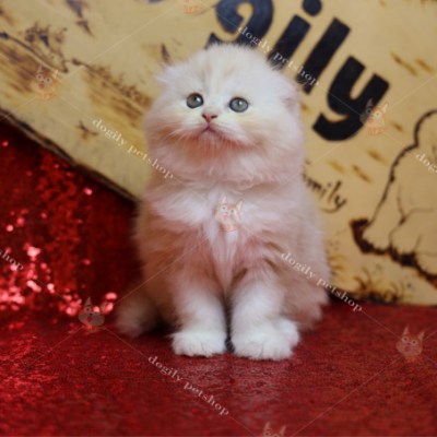 Mèo Ald tai cụp màu hồng phấn