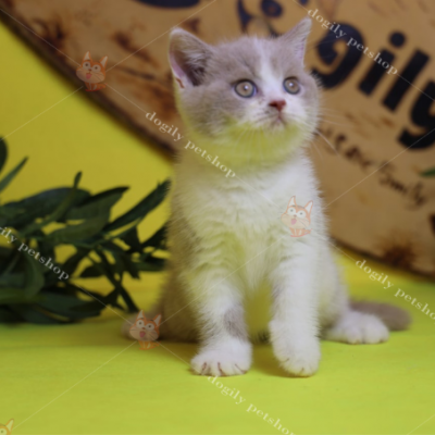 Mèo Anh lông ngắn màu Fawn Bicolor