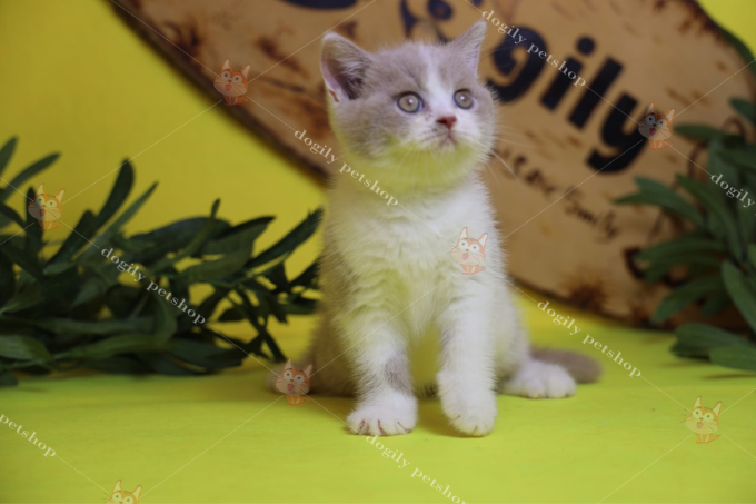 Mèo Anh lông ngắn màu Fawn Bicolor