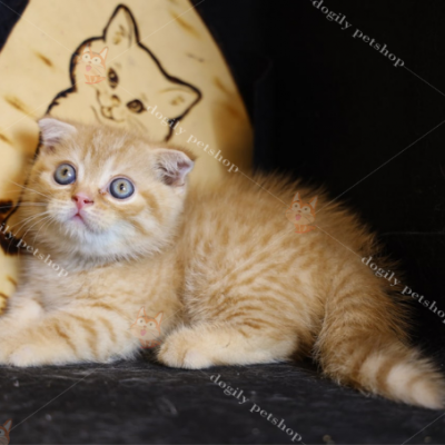 Mèo tabby tai cụp màu vàng (red)