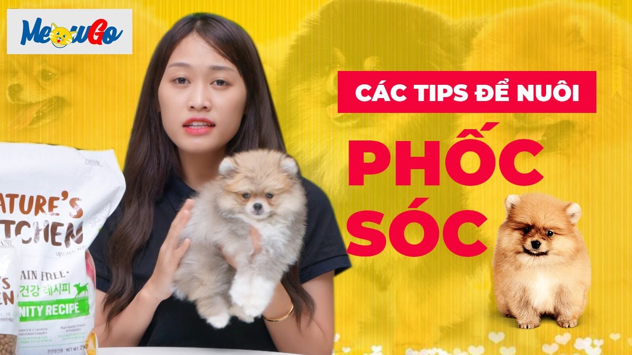 Cách nuôi và chăm sóc chó Phốc Sóc Pomeranian dễ thương