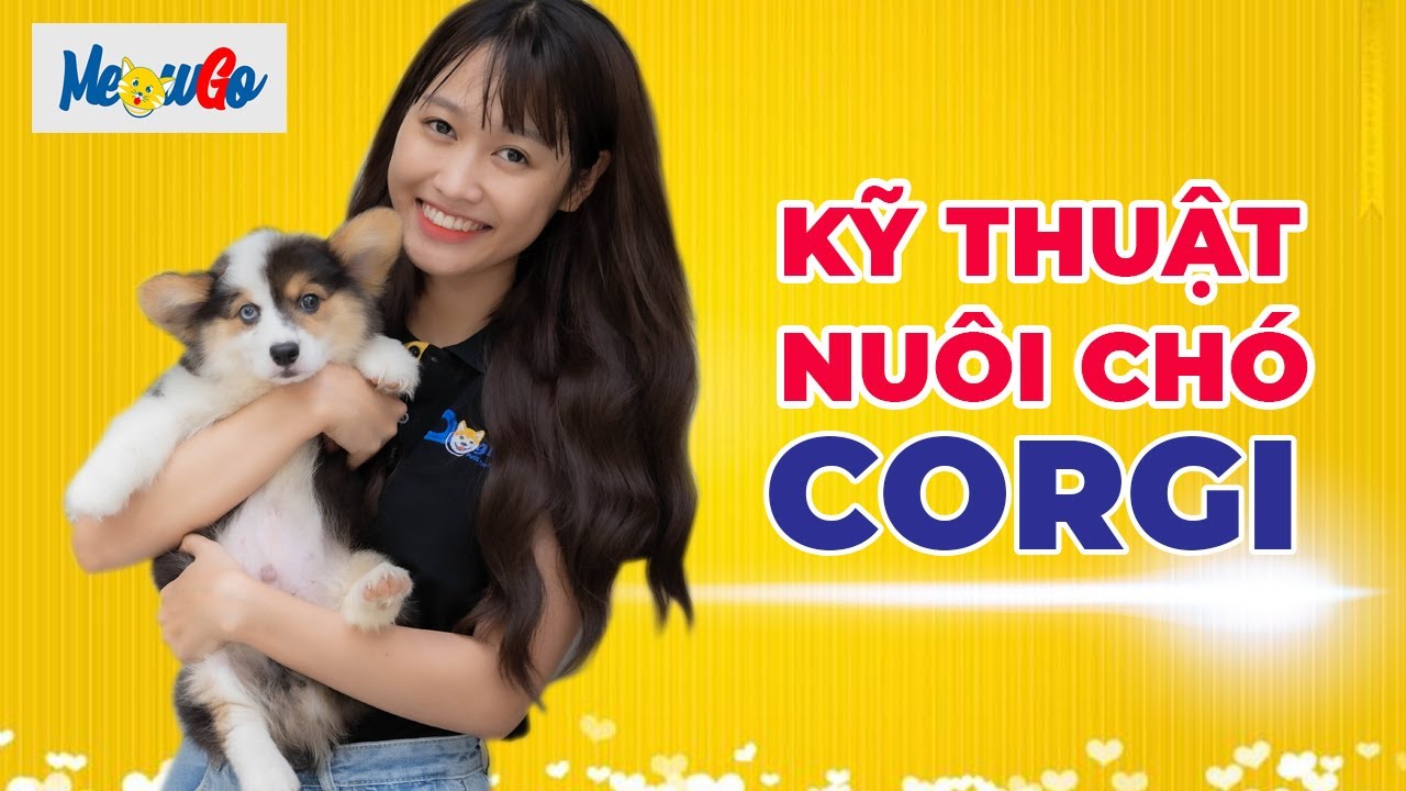 Kỹ thuật nuôi chó Corgi khỏe mạnh và ngoan ngoãn