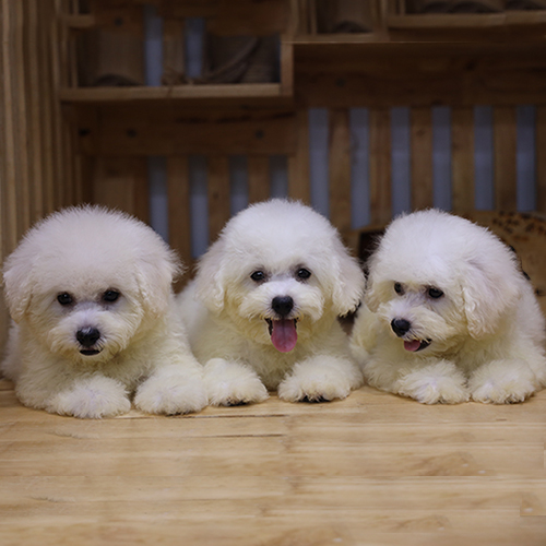 Đàn chó Bichon Frise thuần chủng trắng tinh tại Chomeocanh.com