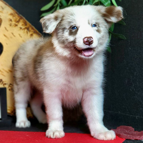 Border Collie lilac merle lông dài mắt xanh