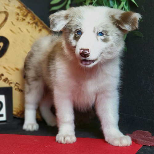 Chó Border Collie màu lilac merle với đôi mắt xanh sáng và bộ lông pha trắng độc đáo